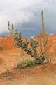 07 Meters hoge cactus